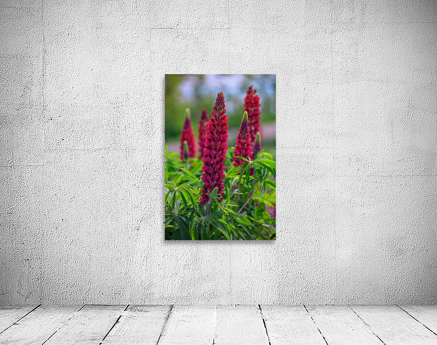 Gallery Red Lupines Wall Preview