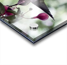 IMG 8185 Acrylic print