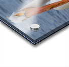 Pelican with water droplets  Acrylic print