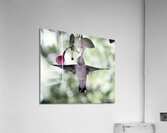 IMG 8185 Acrylic Print