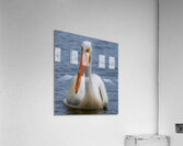Pelican with water droplets  Acrylic Print