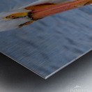 Pelican with water droplets  Metal print