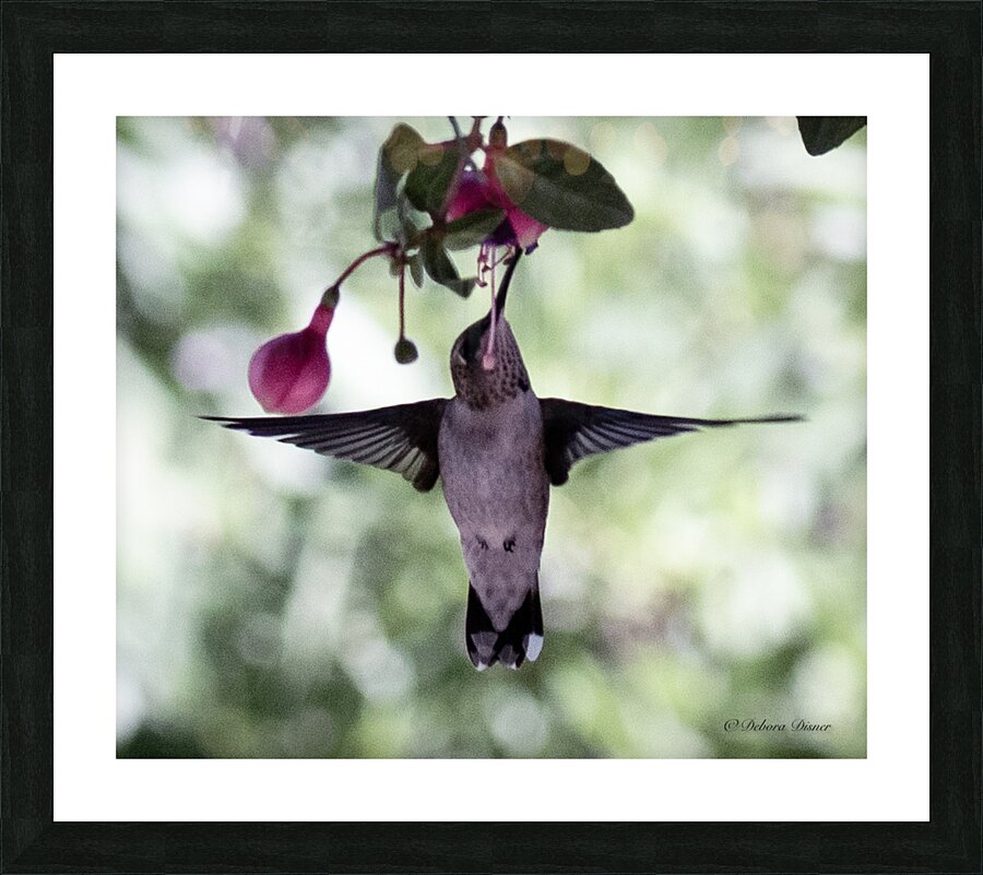 IMG 8185 Picture Frame print