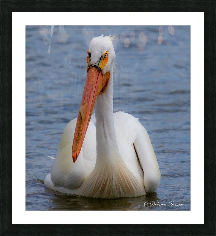 Pelican with water droplets  Picture Frame print