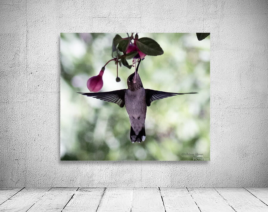 IMG 8185 Wall Preview