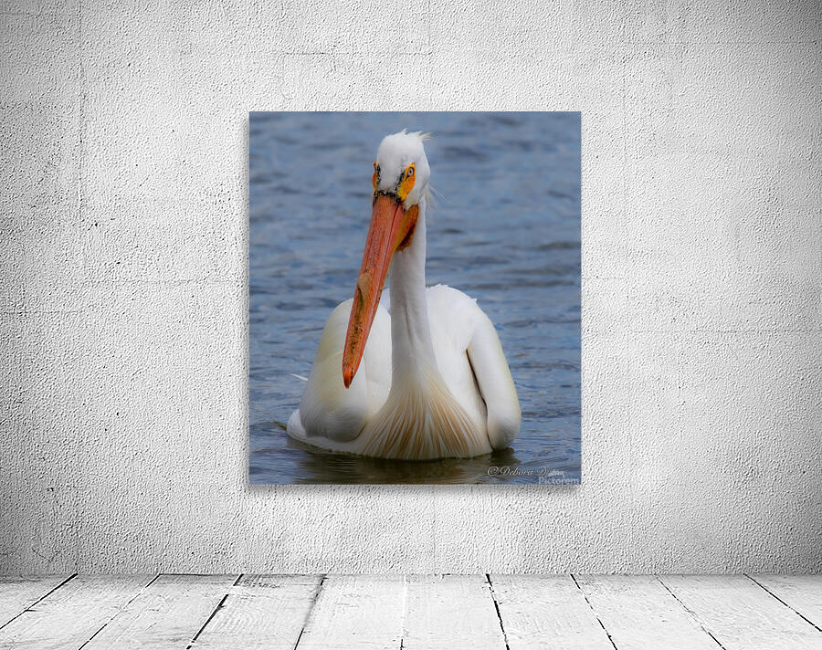 Pelican with water droplets  Wall Preview