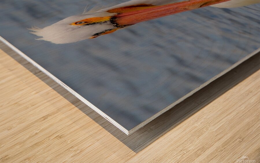 Pelican with water droplets  Wood print