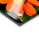 Orange zinnia Acrylic print