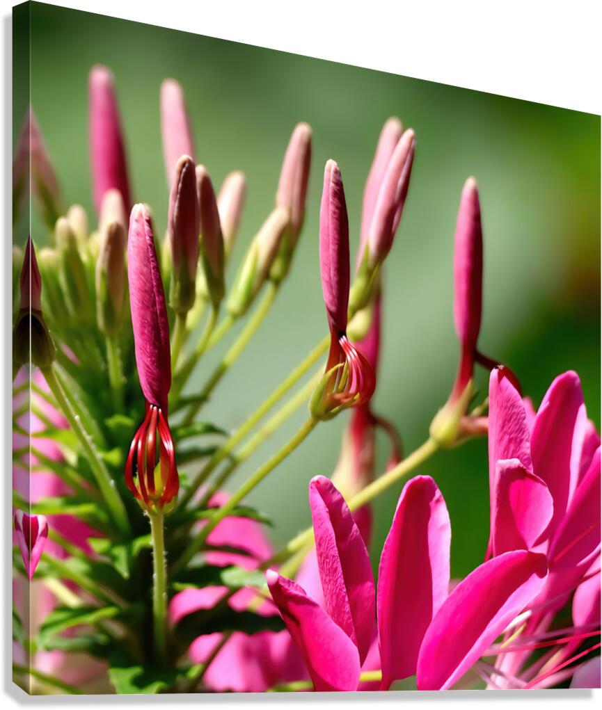 Pink cleome spinosa Canvas Print
