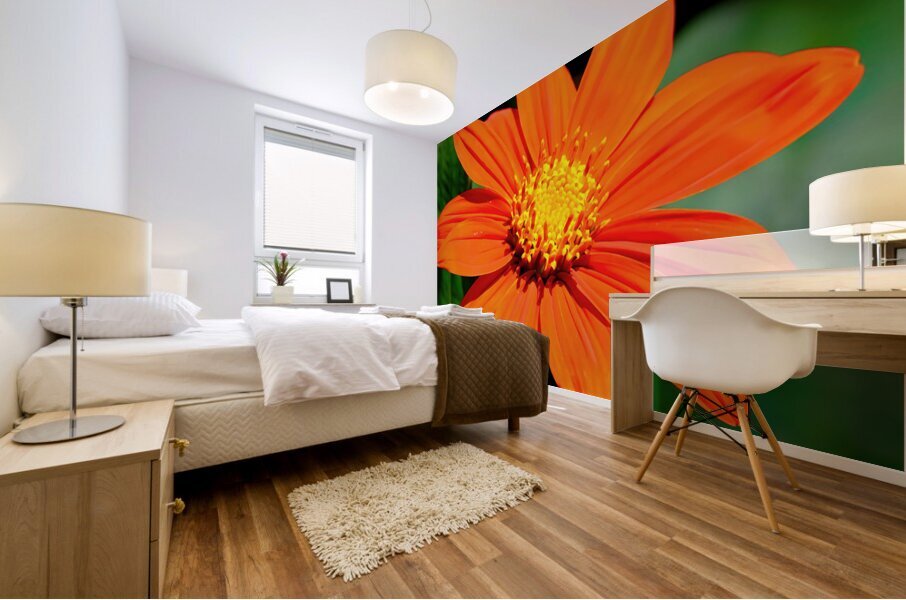 Orange zinnia Mural print