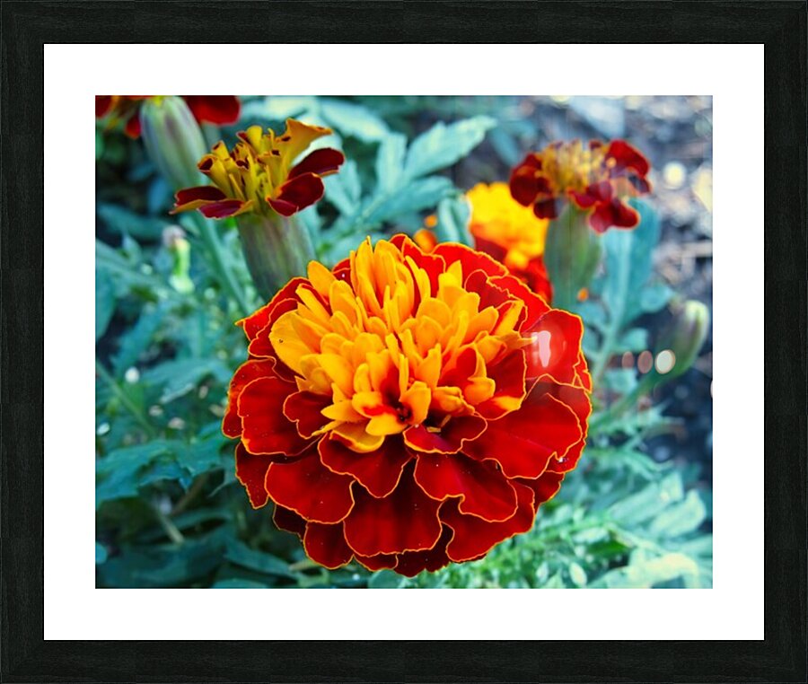 Durango Picture Frame print