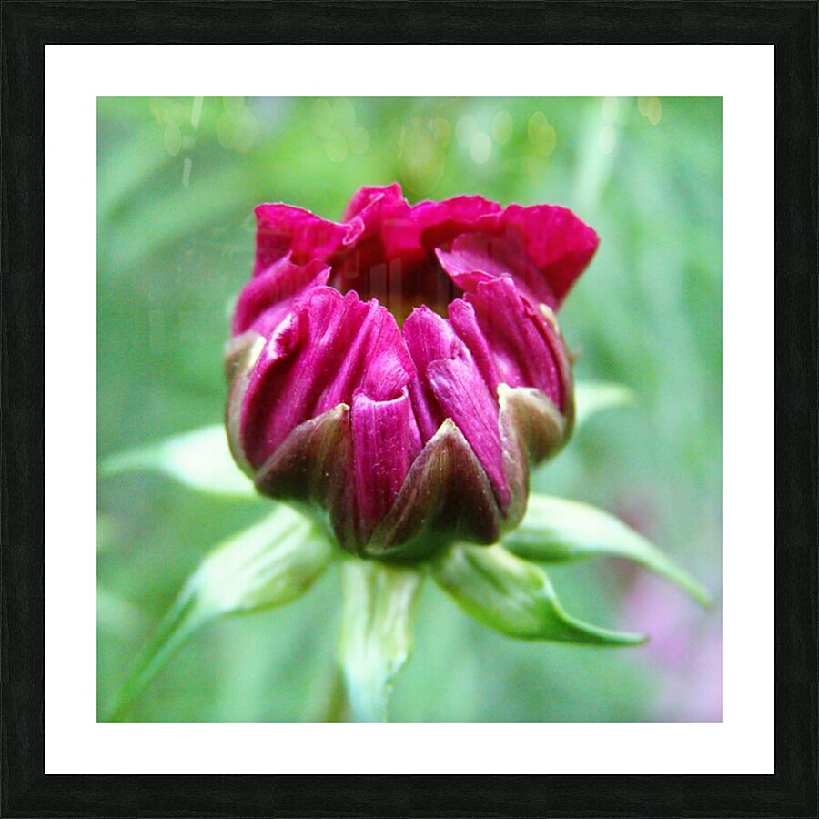Dahlia bud Picture Frame print