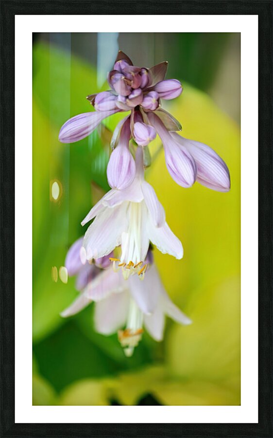 Hosta flowers Picture Frame print