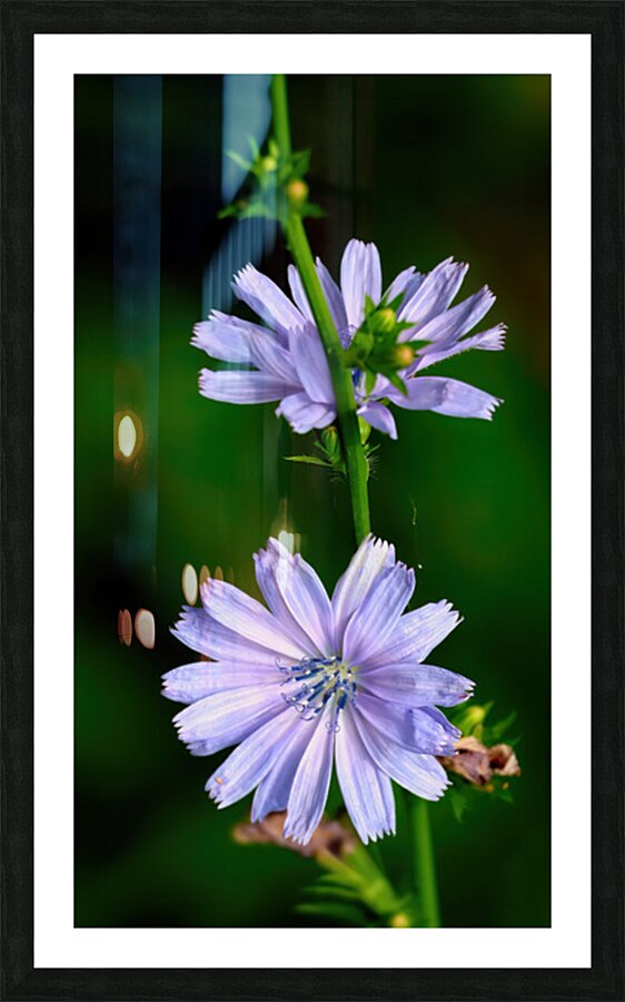 Wild chicory flower Picture Frame print