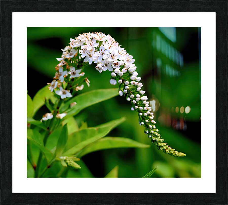 White foxglove Picture Frame print
