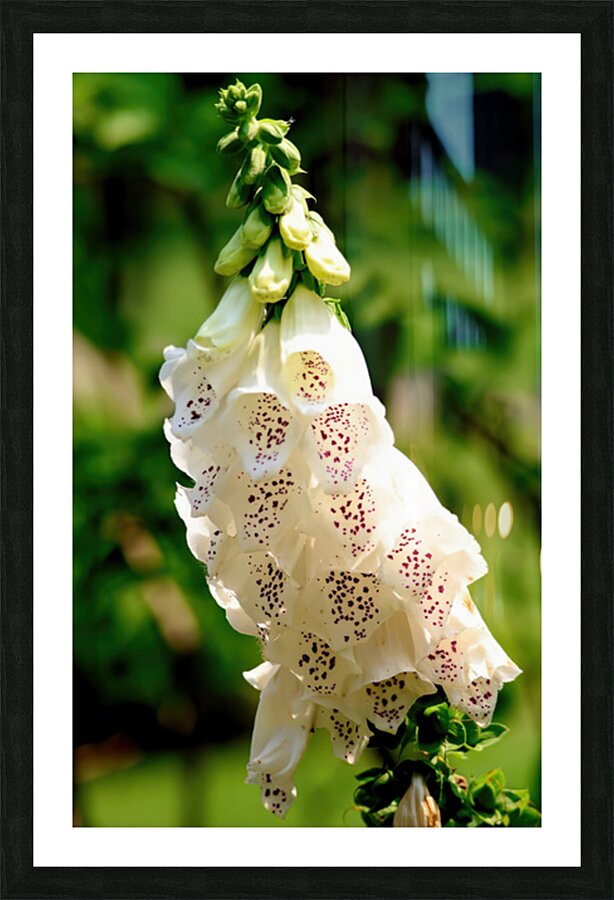 Pretty white foxgloves Picture Frame print