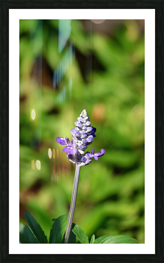 Single lavender Picture Frame print