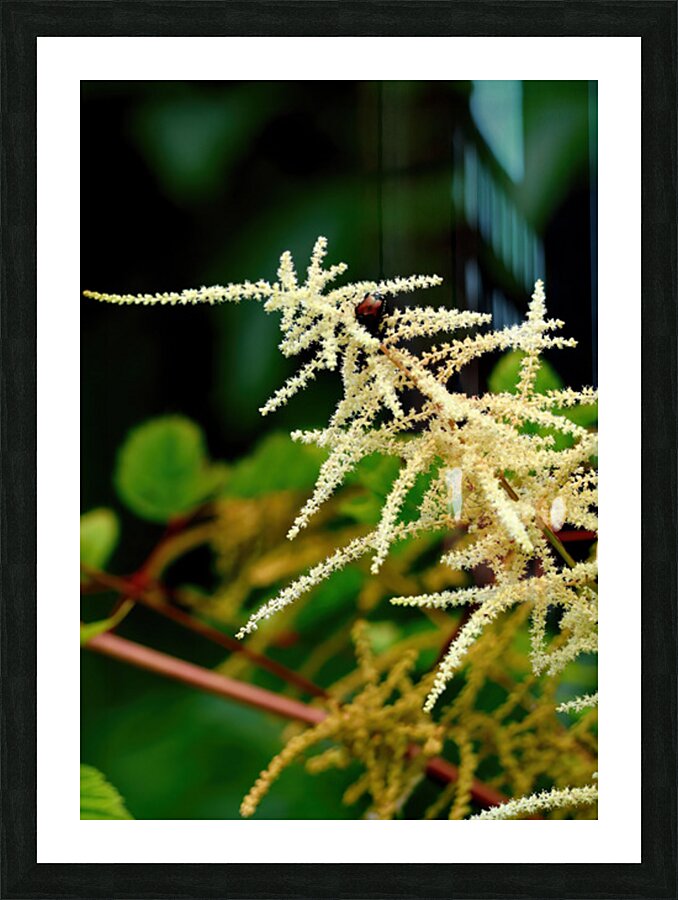 Misty lace Picture Frame print