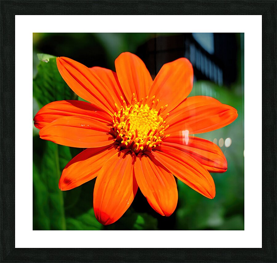 Orange zinnia Picture Frame print