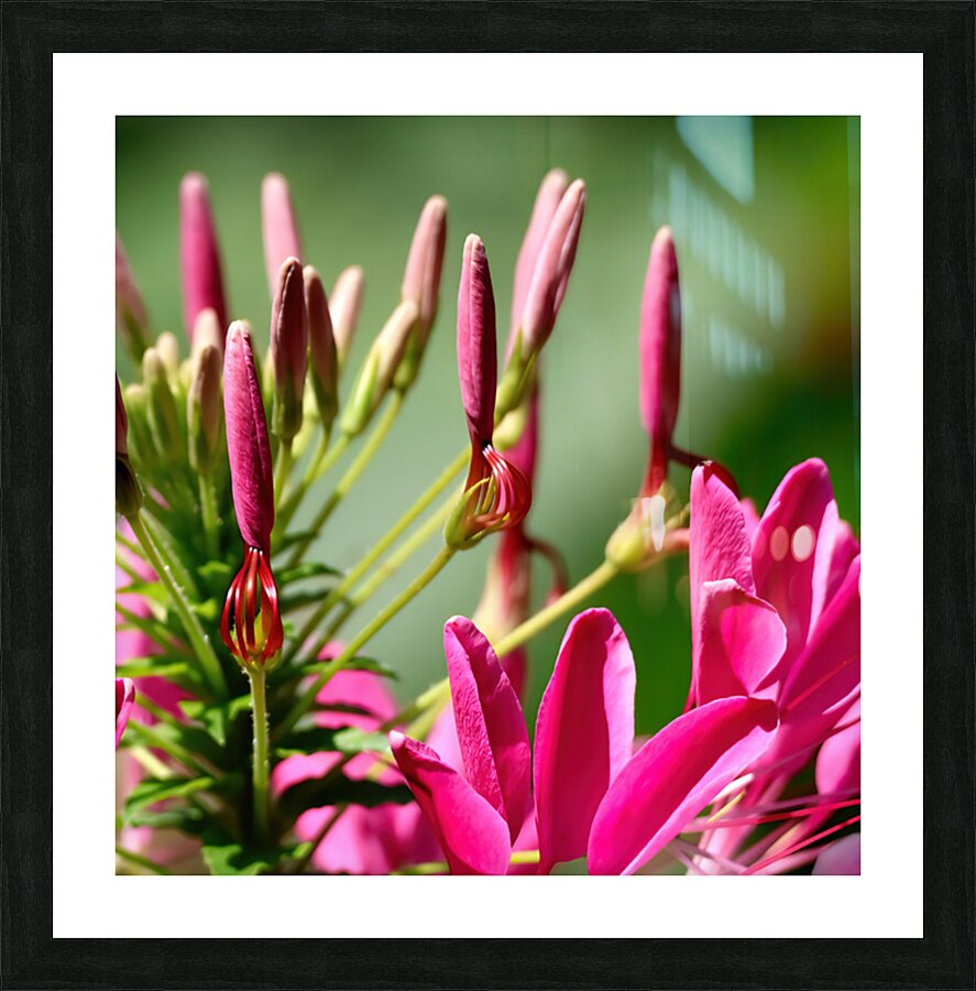 Pink cleome spinosa Picture Frame print