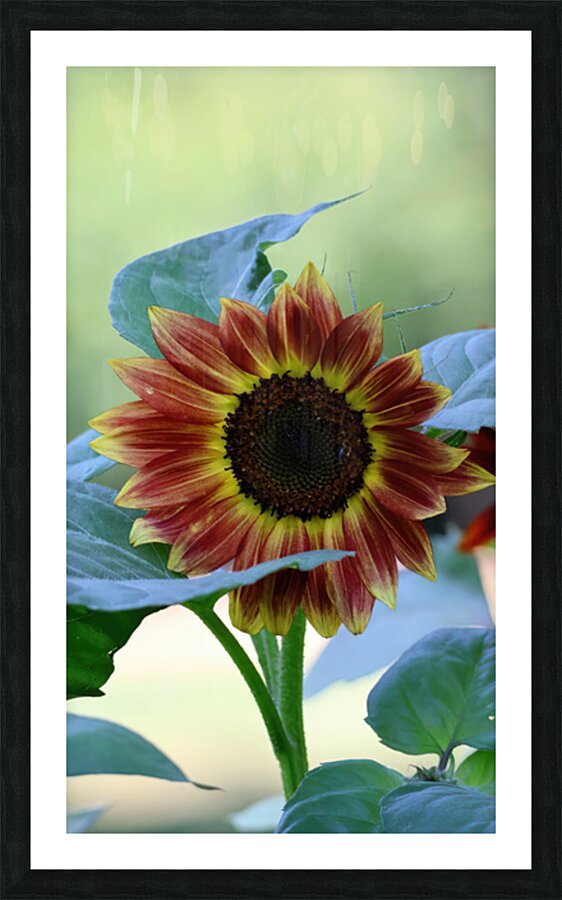 Hello sunshine Picture Frame print