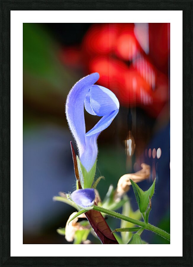 Blue salvia Picture Frame print