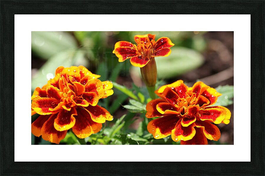 Marigold flowers Picture Frame print