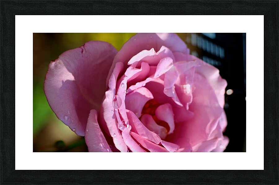 Pink rose Picture Frame print