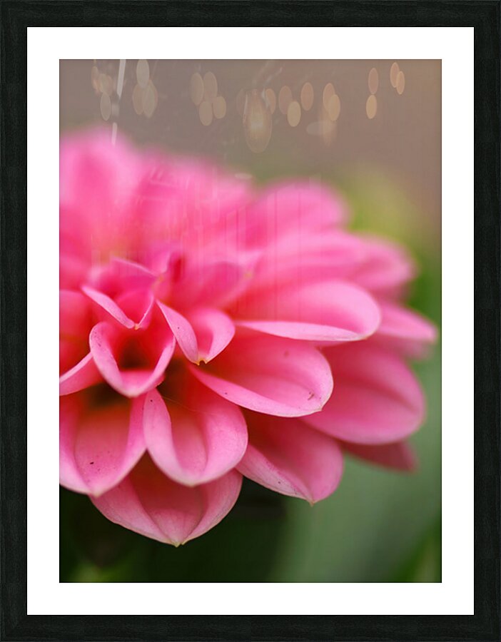 Pink dahlia close up Picture Frame print
