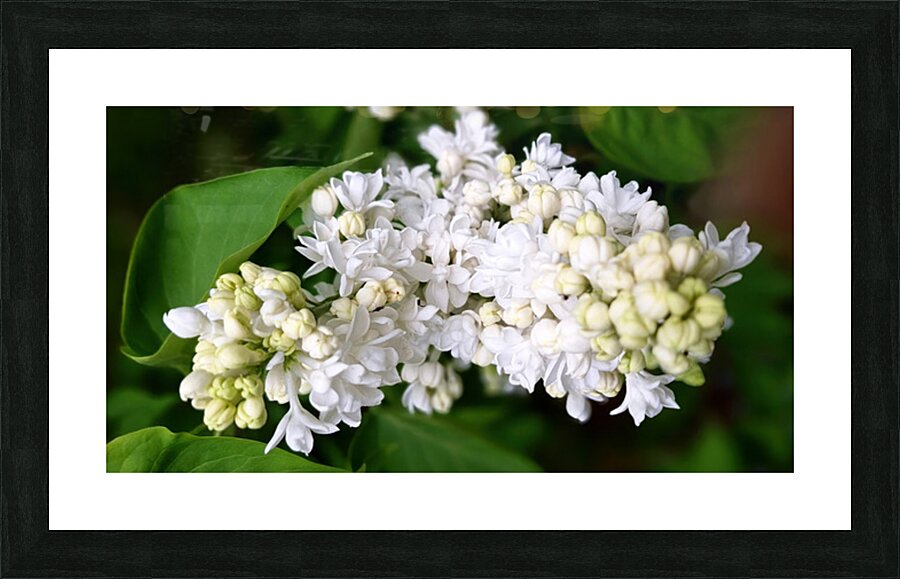 White lilacs Picture Frame print