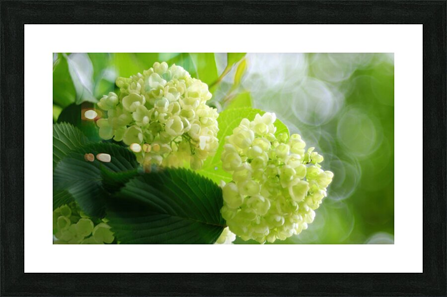 Hydrangea 1 Picture Frame print