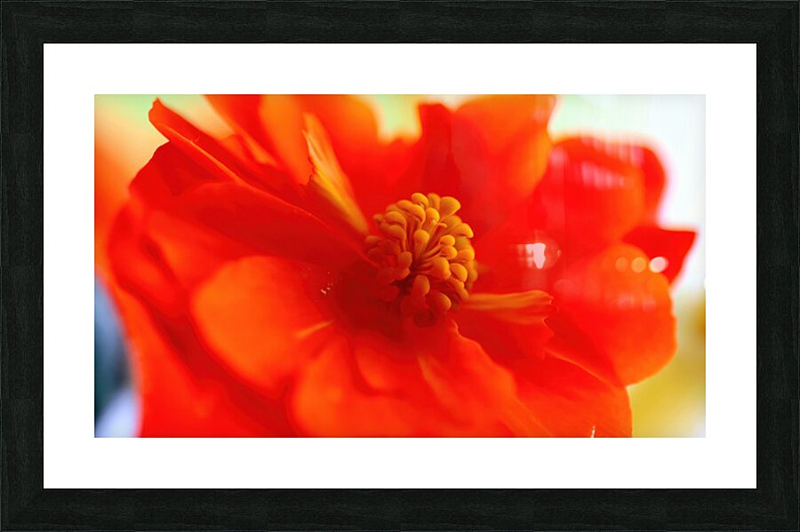 Geranium close up Picture Frame print