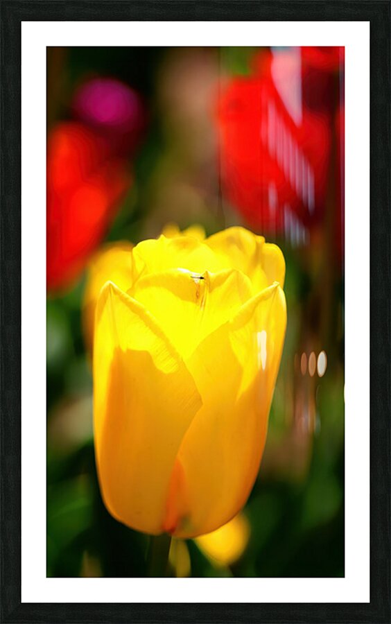 Yellow tulip Picture Frame print