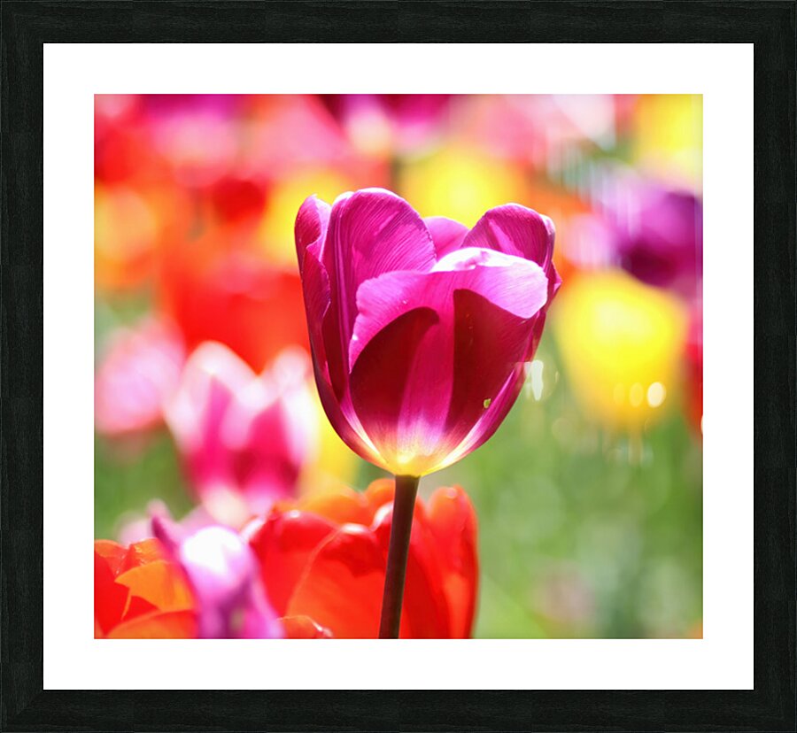 Red tulip Picture Frame print