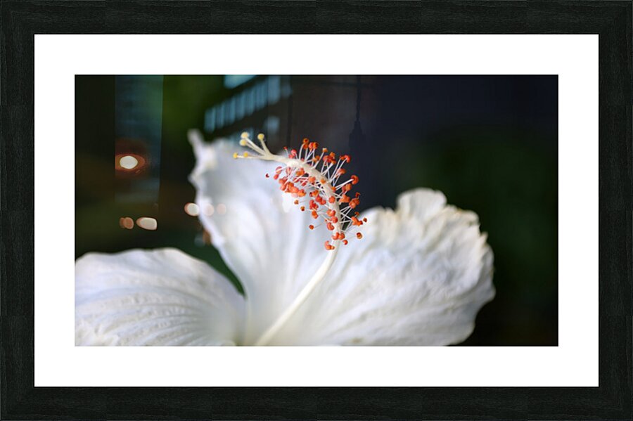 White hibiscus Picture Frame print