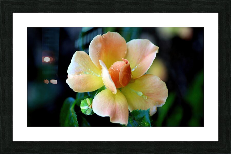 Sweetheart rose Picture Frame print