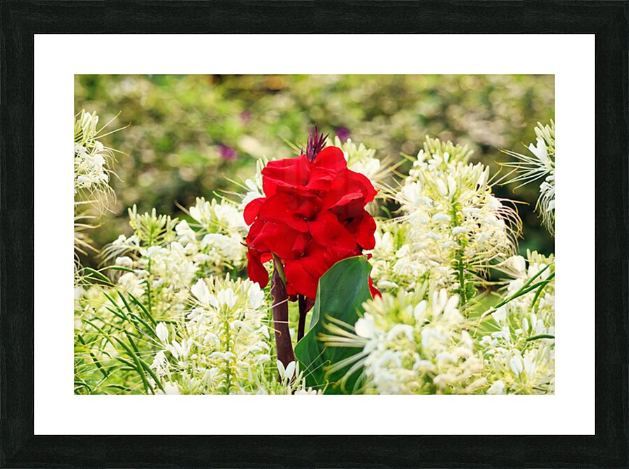 Red on white Picture Frame print