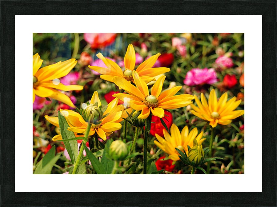 Yellow daisies 2 Picture Frame print