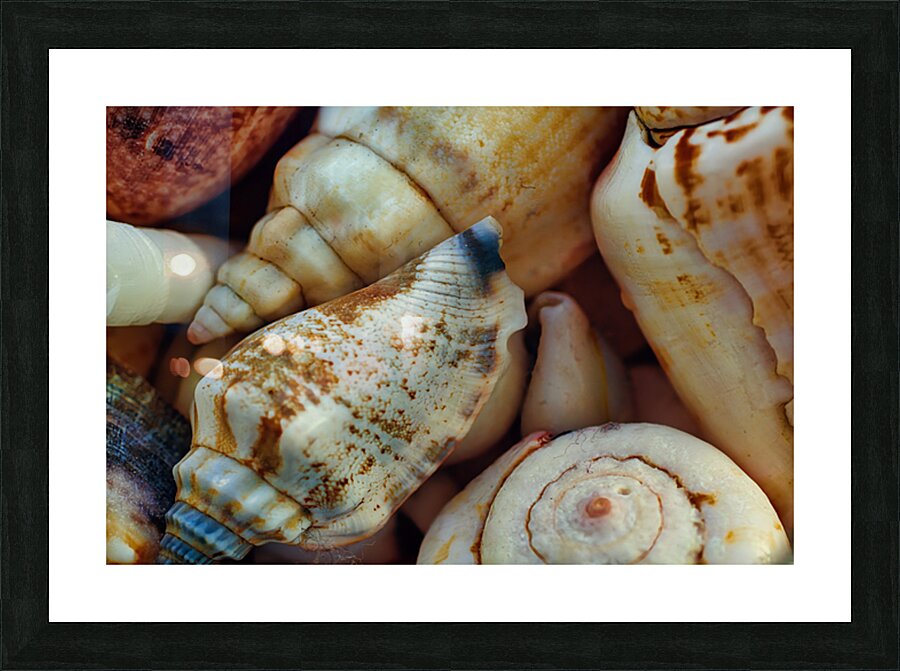 Tropical shells 2 Picture Frame print
