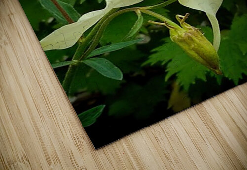 Shooting star Guy Hee Photography puzzle