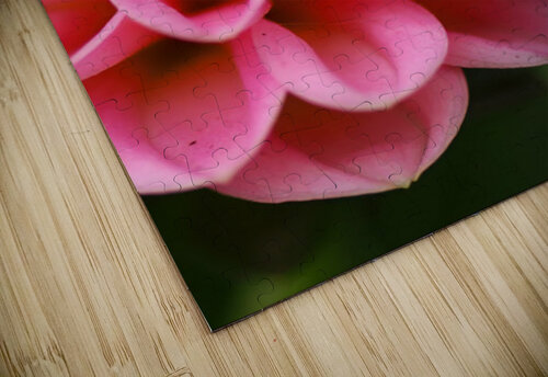 Pink dahlia close up Guy Hee Photography puzzle