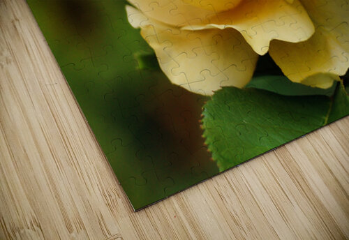 Yellow rose Guy Hee Photography puzzle