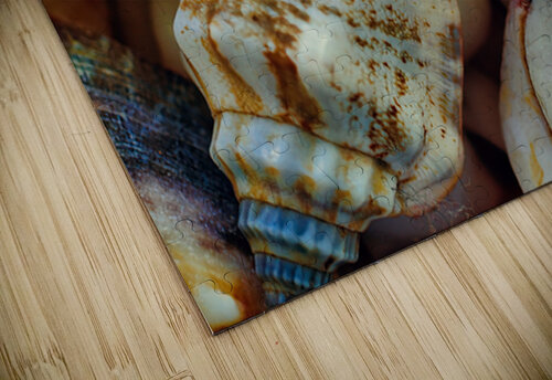 Tropical shells 2 Guy Hee Photography puzzle