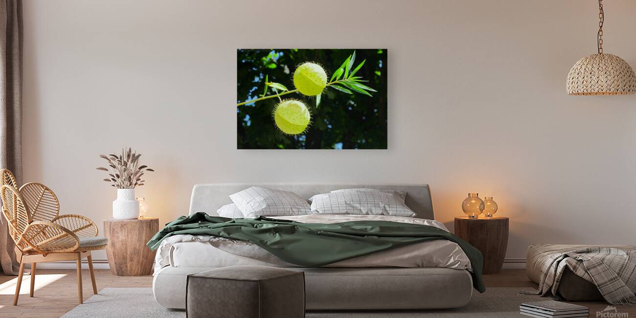 Flying balls Reproduction