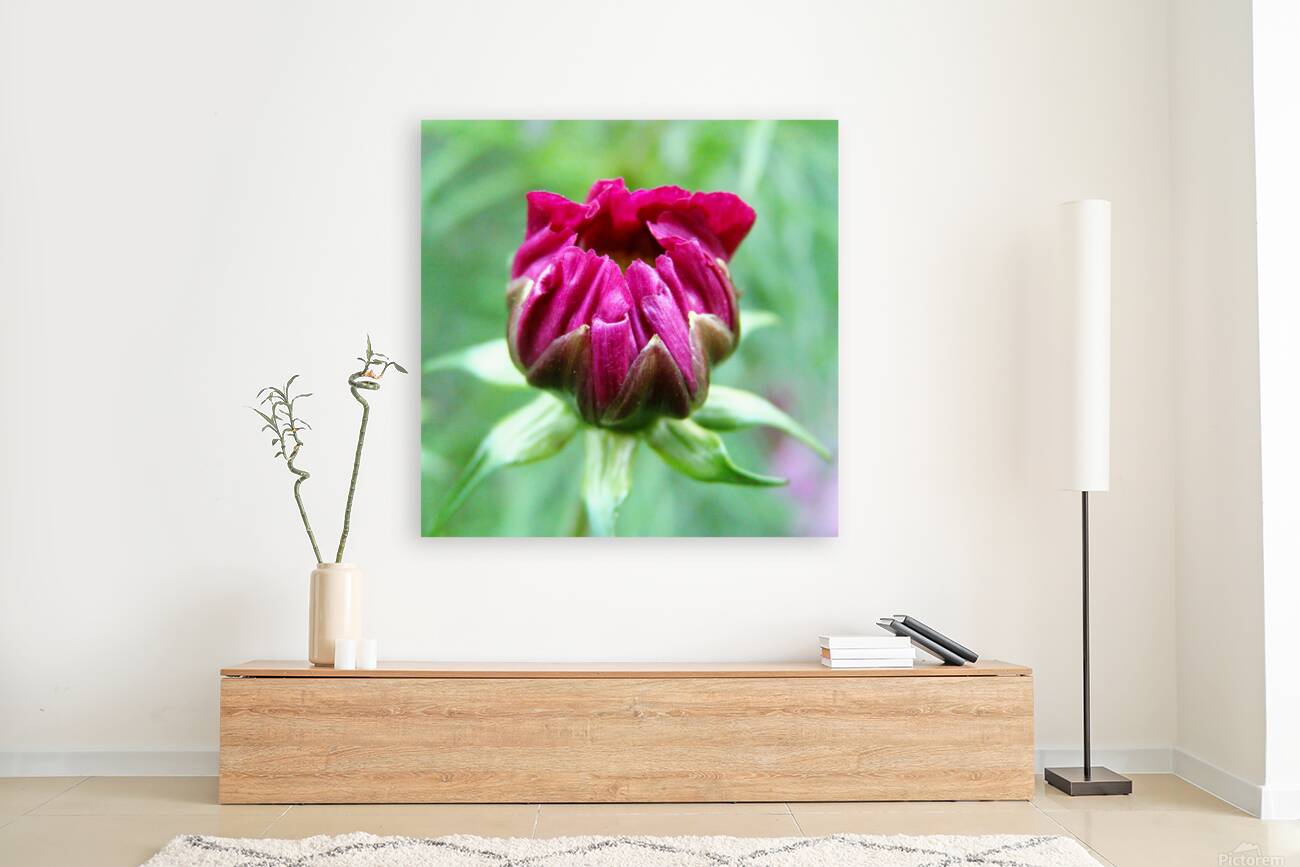 Dahlia bud Reproduction