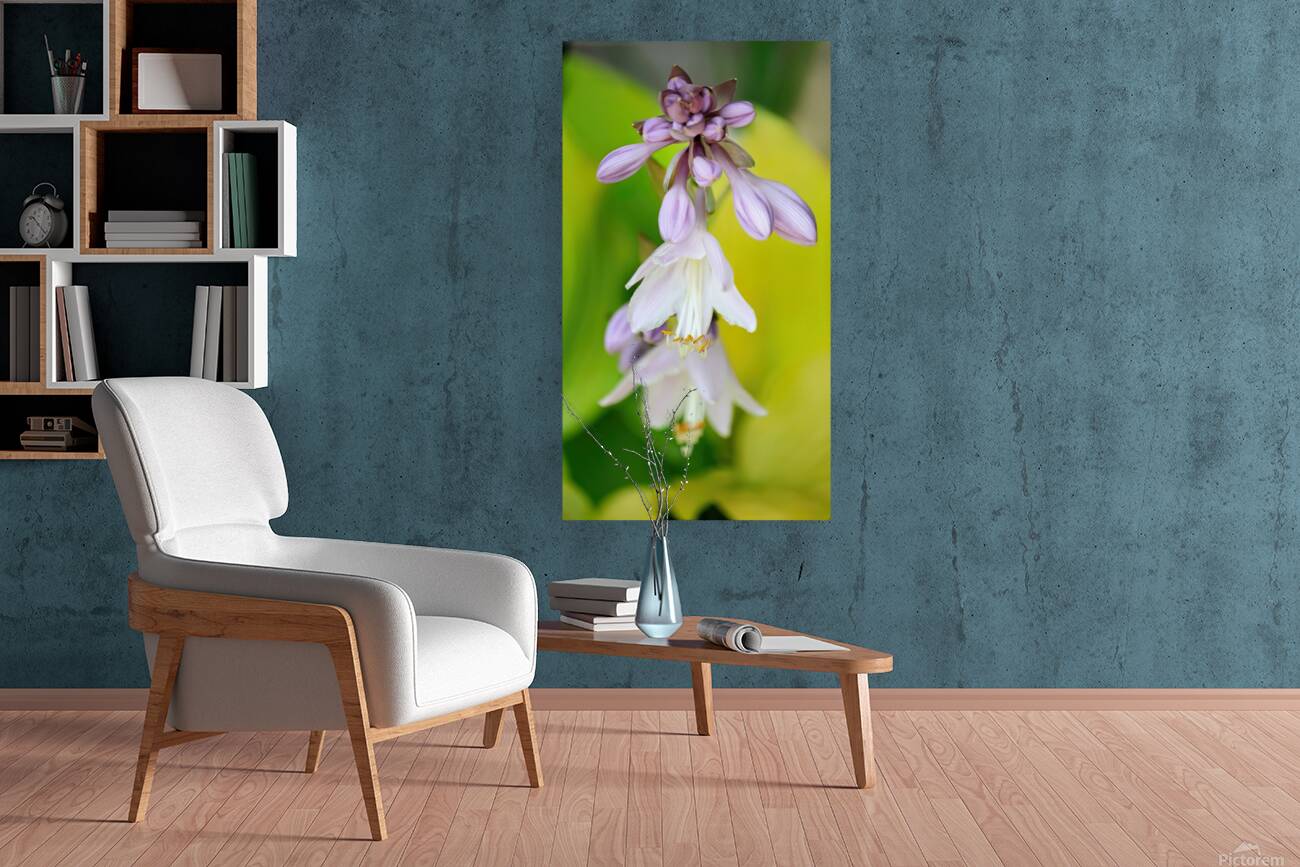 Hosta flowers Reproduction