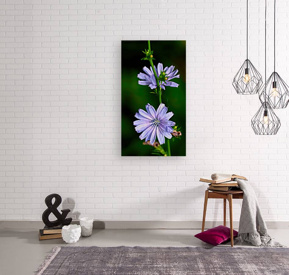 Wild chicory flower Reproduction