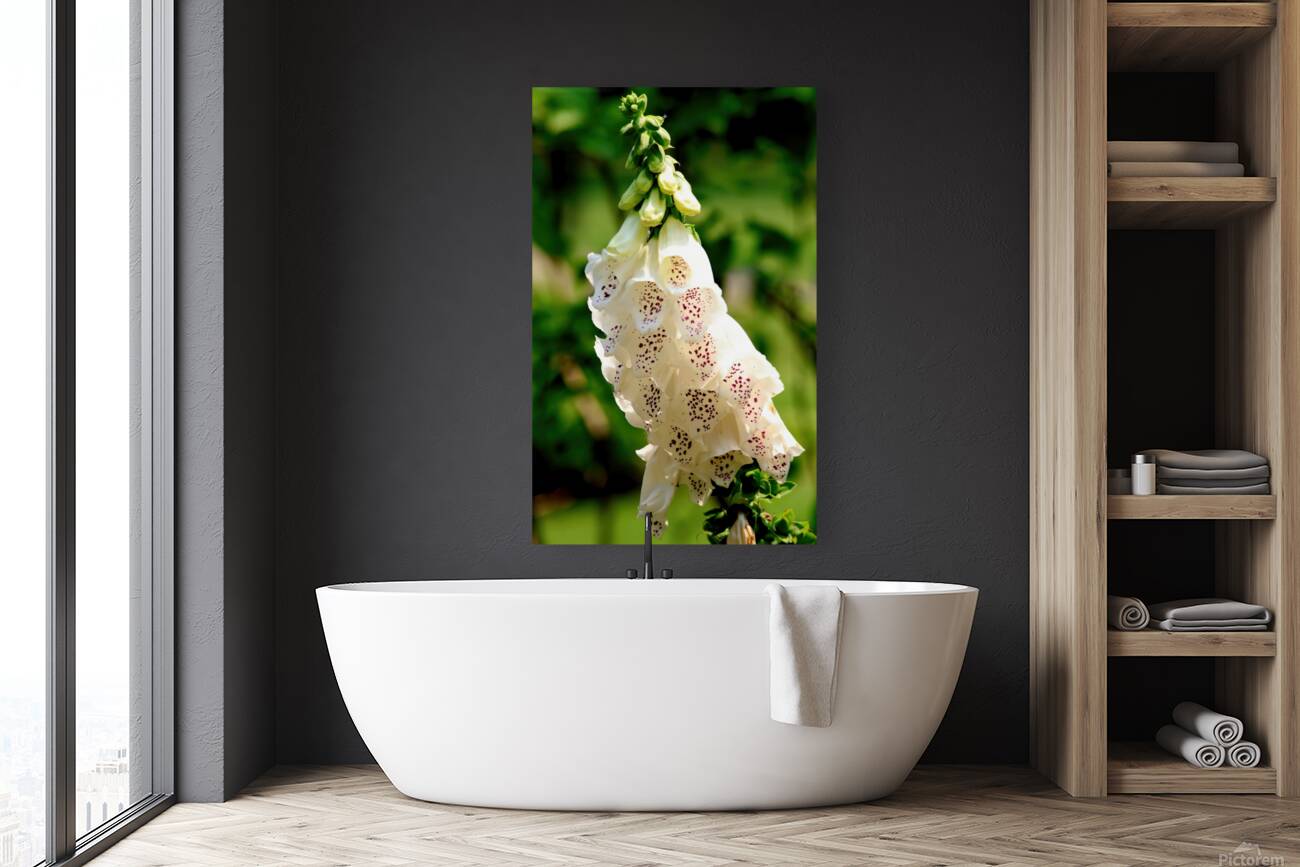 Pretty white foxgloves Reproduction
