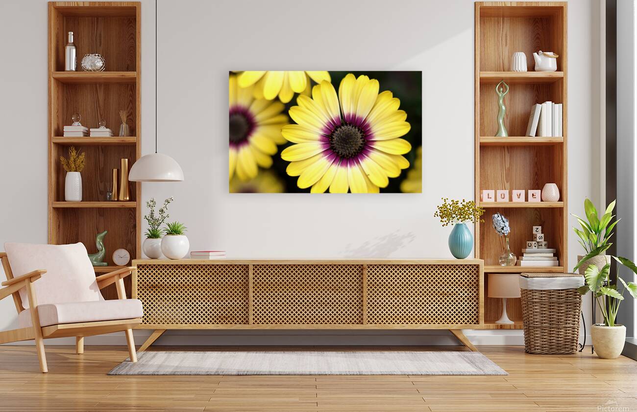 Yellow daisies Reproduction
