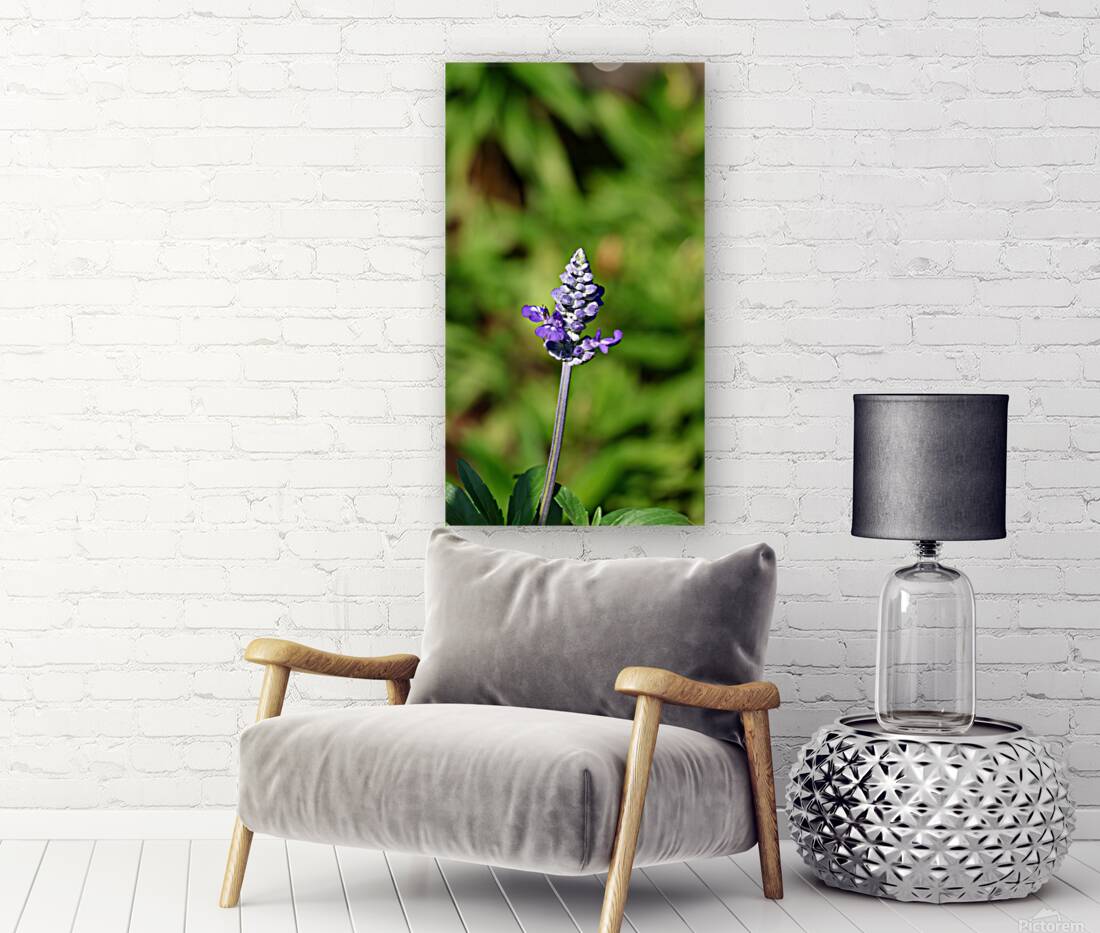 Single lavender Reproduction